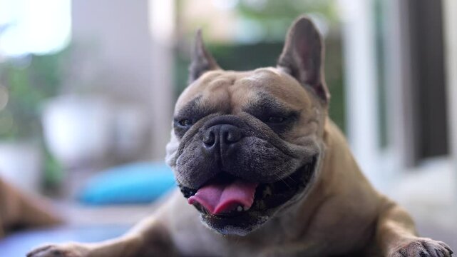 Closeup, portrait of a French Bulldog with erect ears, panting with its pink tongue out, is shown