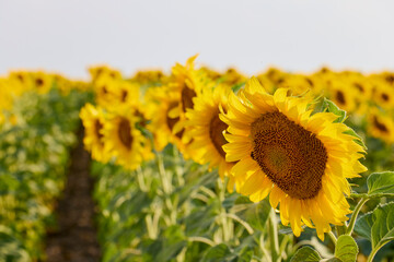 Field of blooming sunflowers on a sunny day