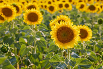 Field of blooming sunflowers on a sunny day