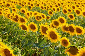 Field of blooming sunflowers on a sunny day