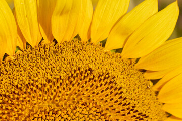 close up of blooming sunflower on a summer day