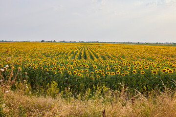 Field of blooming sunflowers on a sunny day