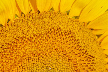 close up of blooming sunflower on a summer day