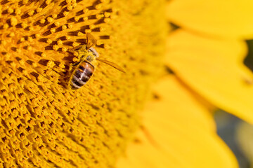 Macro photo of a bee on a blooming sunflower