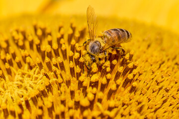Macro photo of a bee on a blooming sunflower