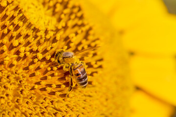 Macro photo of a bee on a blooming sunflower