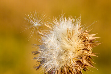 Pink thistle flowers in wild (herbal medicine Silybum marianum, milk thistle, Cardus marianus, Mediterranean milk cardus marianus). Floral blue-violet