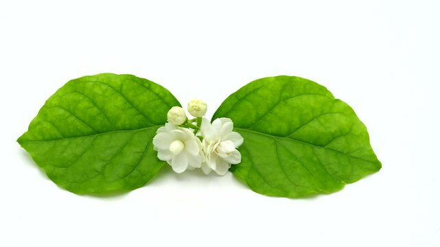 Rotating Shot of jasmine sambac flower on white background, with two glossy green leaves