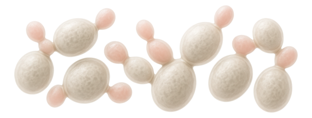 Microscopic view of yeast cells from Saccharomyces cerevisiae with budding structures