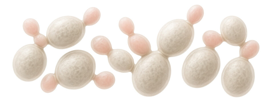Microscopic view of yeast cells from Saccharomyces cerevisiae with budding structures