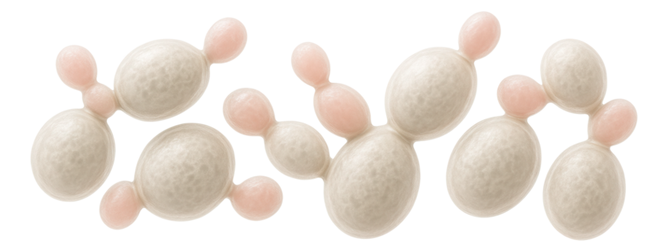 Microscopic view of yeast cells from Saccharomyces cerevisiae with budding structures