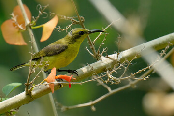 Garden sunbird, Olive-backed sunbird, Yellow-bellied sunbird; (Cinnyris jugularis)  on a Chinese Hat Plant branch 