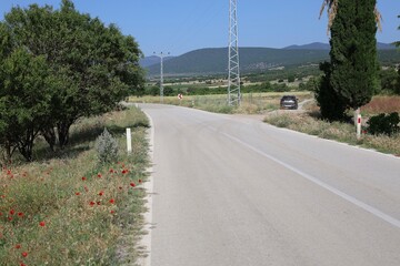 poppies on the roadside green field tall grass. Red poppy field.a delightful field of red poppies, clear sky 