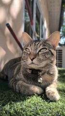 Side View of a Green-Eyed Tabby Cat on Artificial Lawn