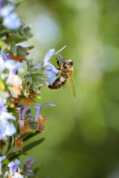 A honey bee collecting nectar