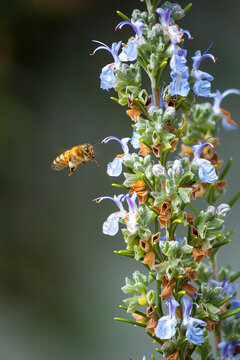 A honey bee hovering near flowers