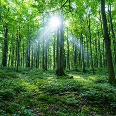 Serene sunlight streams through the lush canopy of a silent sp forest, illuminating a vibrant green undergrowth and creating a peaceful, tranquil atmosphere in nature.