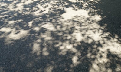 木漏れ日の影、木の葉の影