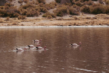 flamingos in the lake