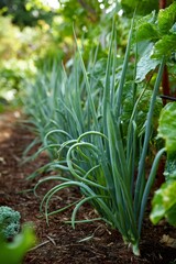 Obraz premium Green garlic scapes curling artfully, representing lush permaculture growth and regenerative agricultural techniques