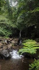 A small waterfall flows gently through mossy rocks and lush tropical forest, surrounded by vibrant greenery and peaceful natural ambiance deep in the jungle.