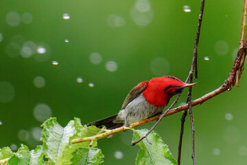 Crimson Sunbird ( Aethopyga siparaja) bird on a  branch 
