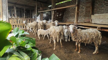 A flock of sheep with matted wool stands inside a traditional barn, with fresh green leaves placed...