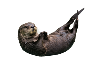 Isolated River Otter Swimming on Back
