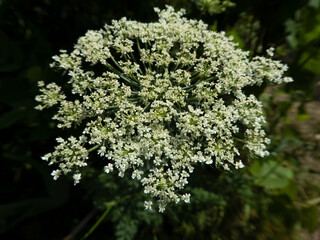 Close-Up of Wild White Umbellifer Flower in Full Bloom