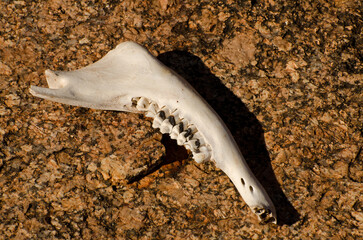 Sun bleached Kangaroo jaw bone on stony gibber desert