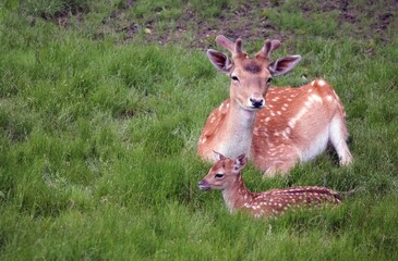 Wild female sika deer with fawn lying on green meadow. Sika deer. Mother with fawn. Summer landscape. Wild animals close-up. Family. Reproduction. Mother's care for offspring. animal protection. Cute