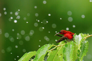 Crimson Sunbird ( Aethopyga siparaja) bird on a  branch 