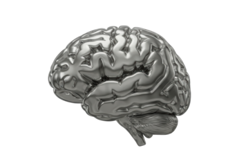 Isolated Chrome Human Brain Model for Medical Visualization