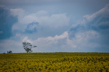 Canola Flower Field with Grand Clouds and Tree
