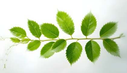 Green Leaf or Branch Isolated on Clean White Background