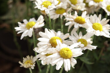 una toma de cerca de una flor blanca crisantemos de manzanillas