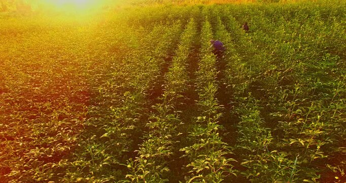  Golden Sunrise Over a Serene Okra Plantation
An expansive okra field stretches across the rural landscape, illuminated by the golden glow of the rising sun. The plants glisten with morning dew