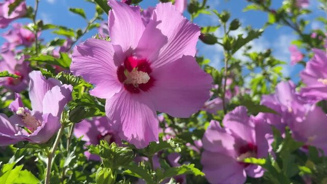 Hibiscus syriacus pink flowering shrub Rose of Sharon, rose mallow, Syrian hibiscus, Syrian ketmia, St Joseph's rod.