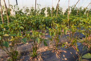 Problem of whitefly effect on leaves and branches of vegetables plants in field inside greenhouses, Whitefly Aleyrodes proletella agricultural pest on pepper leaf, Whiteflies on underside of leaves.