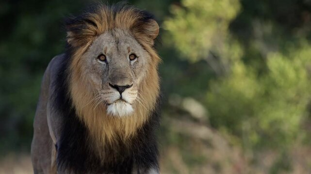 A huge male lion walking close-up