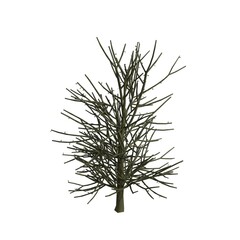 Stripped Winter Tree  Detailed Illustration of a Leafless Deciduous Tree in Winter Season
