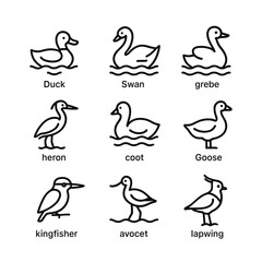 Obraz premium Lake bird wildlife icons. Outline symbols. Line design