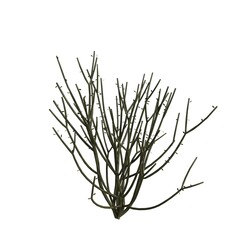 Pencil Bush, Euphorbia Tirucalli A Detailed Look at this Unique Plant's Structure and Form