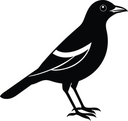vector illustration of a bird
