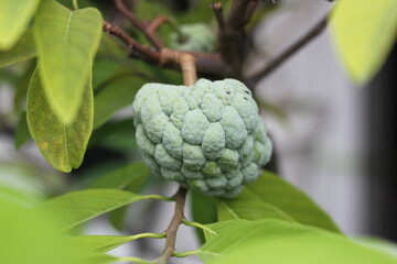 Fototapeta premium Close-up view of cherimoya fruit (Annona squamosa) or srikaya fruit on a tree branch