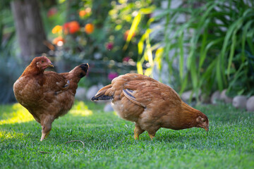 Free range chicken birds in green garden grass.
