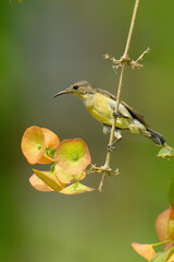 Garden sunbird, Olive-backed sunbird, Yellow-bellied sunbird; (Cinnyris jugularis)  on a Chinese Hat Plant branch 