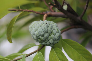 Close-up view of cherimoya fruit (Annona squamosa) or srikaya fruit on a tree branch

