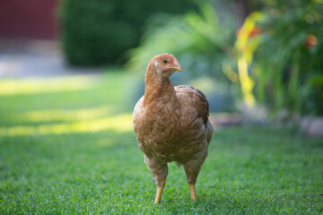 Free range chicken birds in green garden grass.