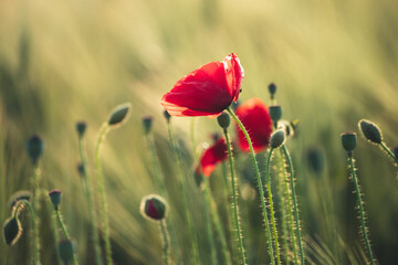 Beautiful field of red poppies in the sunset light.